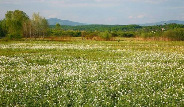 Долина нарцисів на Закарпатті image:2