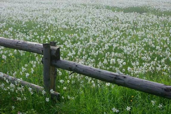 Долина нарцисів на Закарпатті image:4