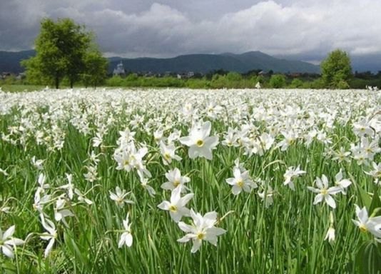 Долина нарцисів на Закарпатті image:7