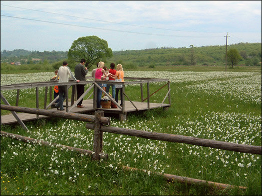 Долина нарцисів на Закарпатті image:8